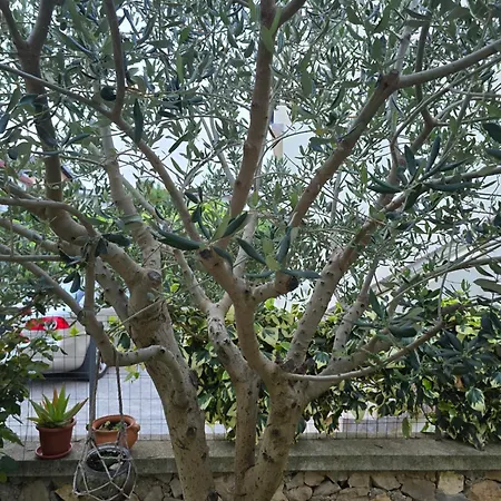 Apartamento Bonita Vir